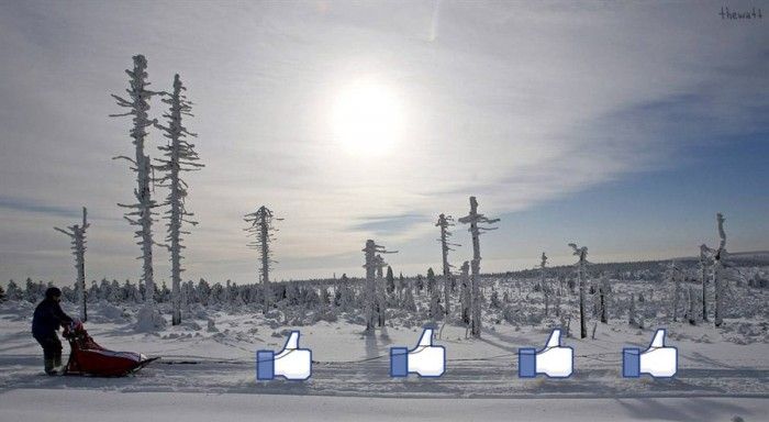 700x384, 41 Kb / лайки, сани, снег, зима