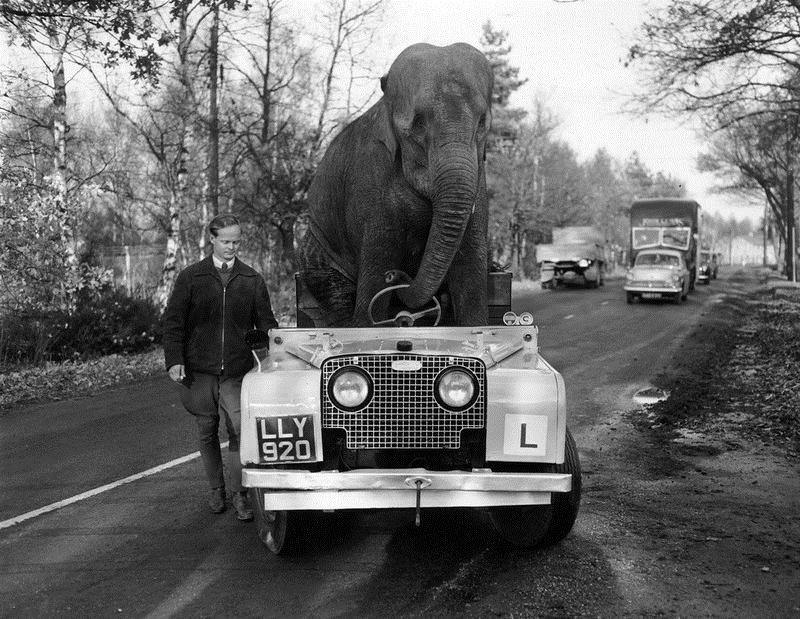 800x619, 139 Kb / слон, цирк, авто, land rover
