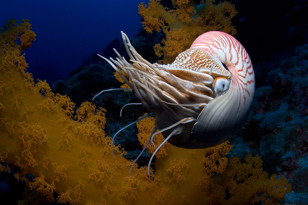 1024x682, 159 Kb / море, ракушка, кальмар, наутилус