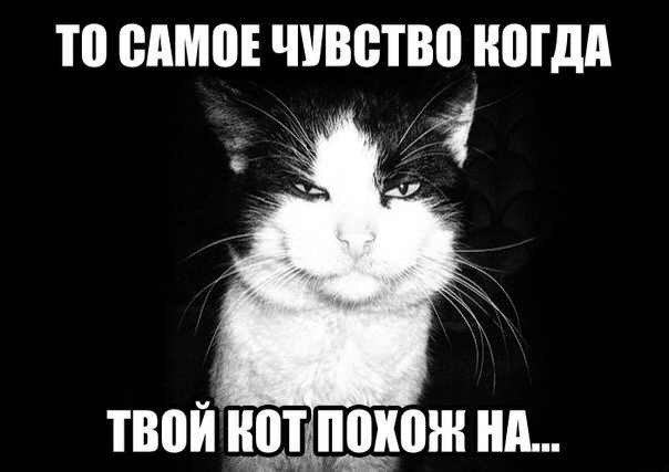 604x427, 31 Kb / кот, похож, черный
