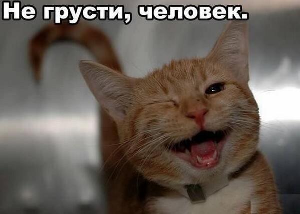 599x428, 26 Kb / кошка, улыбка, не грусти, человек