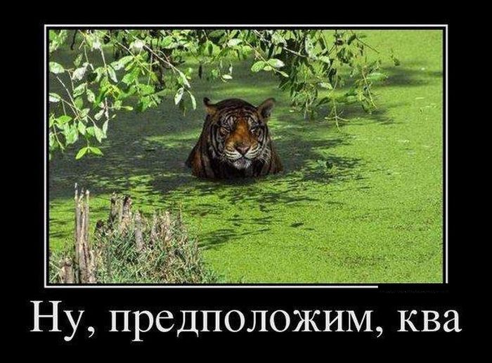 700x517, 79 Kb / ква, тигр, ряска, болото