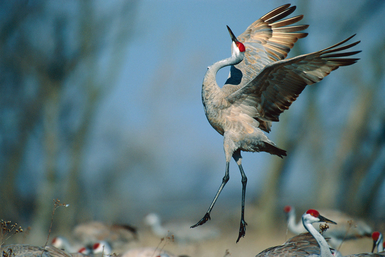 1279x853, 179 Kb / журавль, поза, посадка, крылья, лапы, клюв, шея