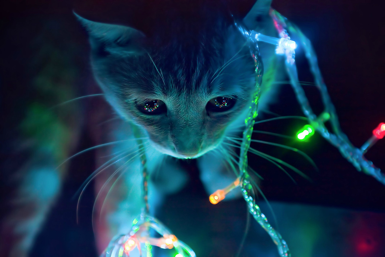 1280x853, 230 Kb / кот, гирлянда