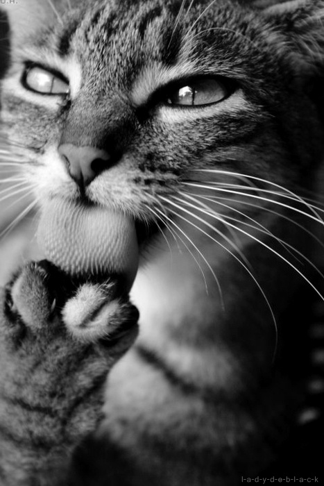 467x700, 106 Kb / кошка, язык, лапа, усы