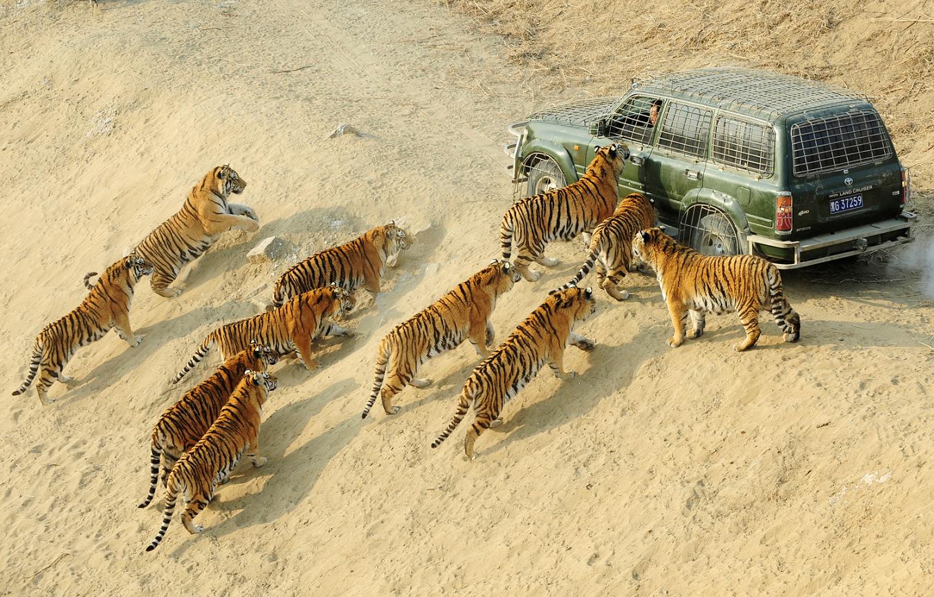 1350x864, 295 Kb / амурские тигры, джип, песок, заповедник, Siberian Tiger Forest Park, Харбин,