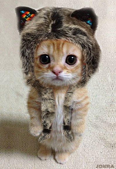 396x576, 70 Kb / кот, шапка
