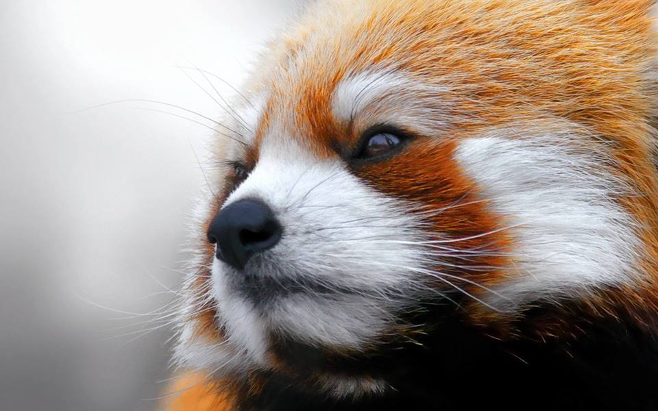 960x600, 73 Kb / малая, красная, панда, firefox