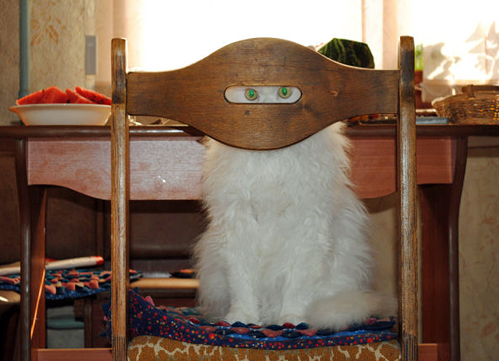 499x361, 171 Kb / кот, стул, глаза