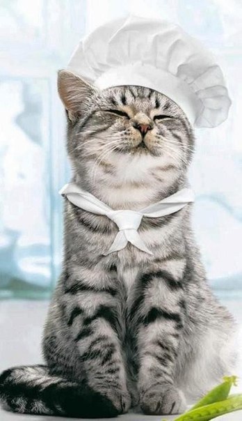 348x604, 54 Kb / кот, колпак, повар