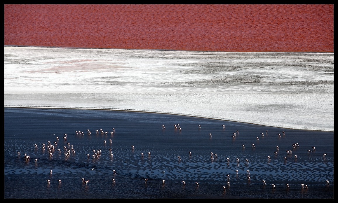 1158x696, 284 Kb / вода, песок, фламинго