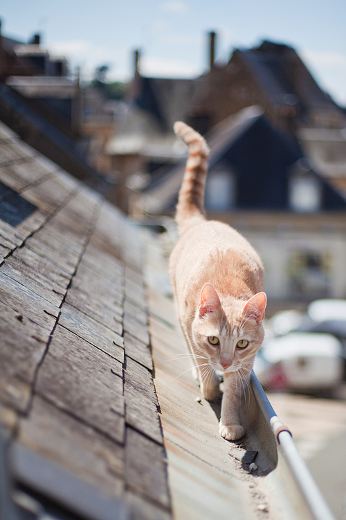 500x750, 249 Kb / кот, крыша