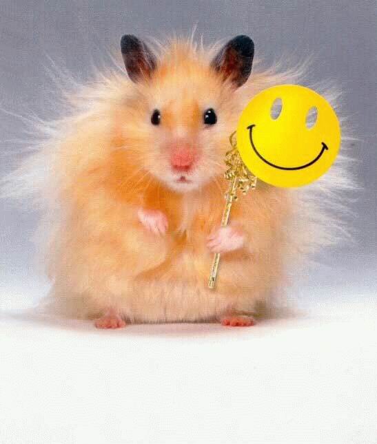 547x645, 35 Kb / хомяк, маска, smile
