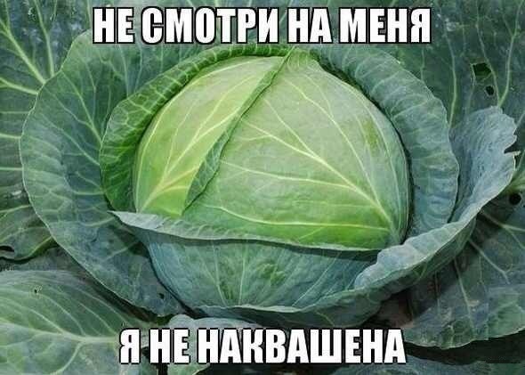 590x421, 77 Kb / капуста