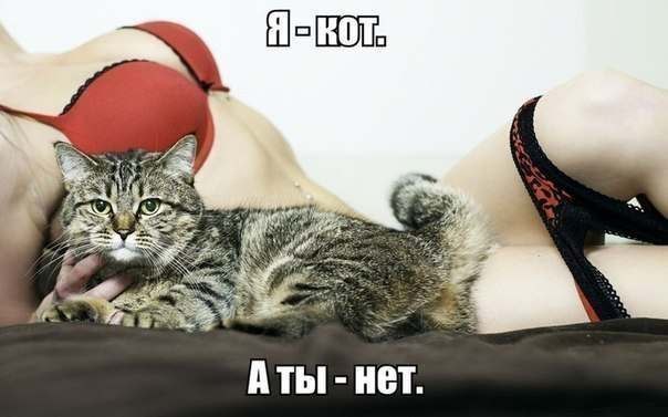 604x377, 32 Kb / кот, девушка, бюстгальтер, трусики, демотиватор, красное