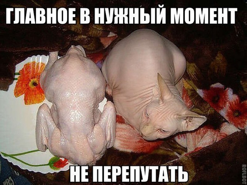 800x600, 199 Kb / курица, кот, кошка