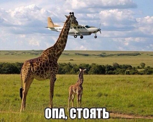 640x508, 64 Kb / самолёт, облака, жирафы, поляна