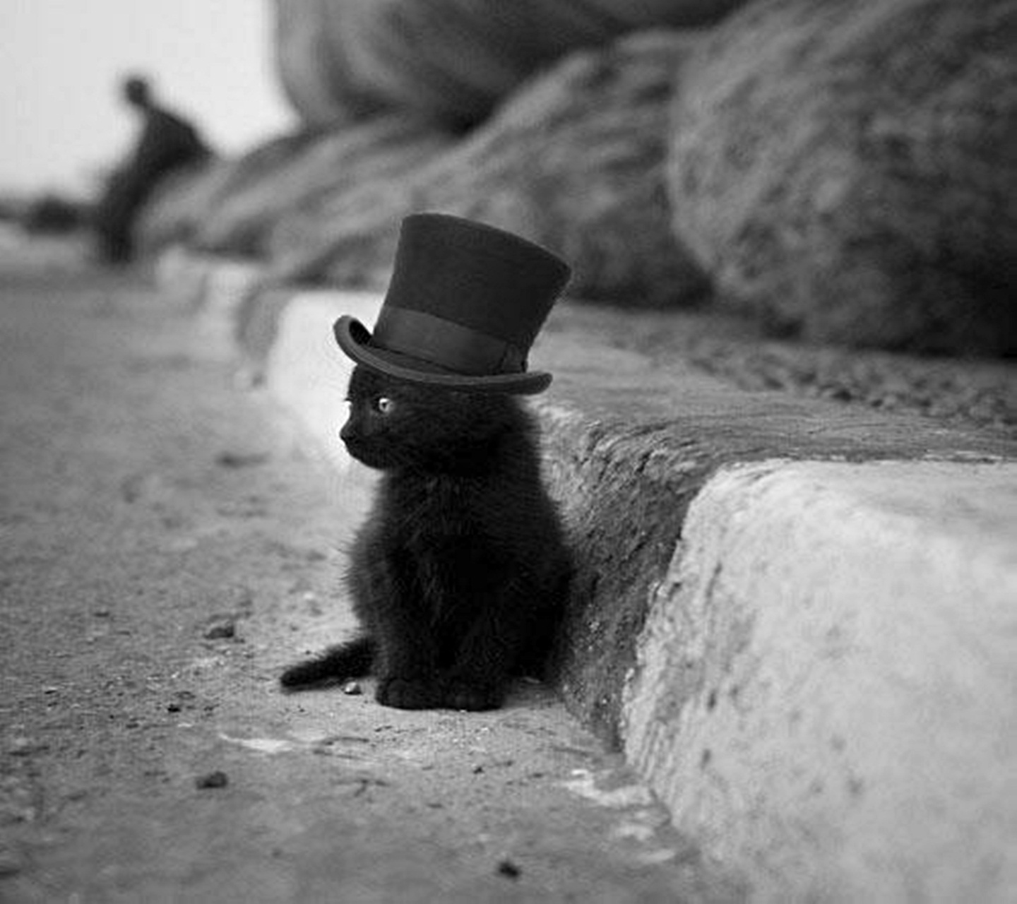 1440x1280, 272 Kb / котенок, шляпа, цилиндр