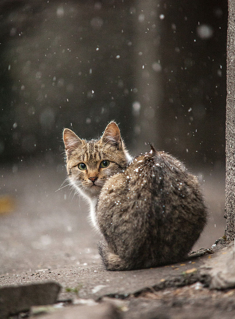 811x1098, 346 Kb / котэ,снег, оглянулся