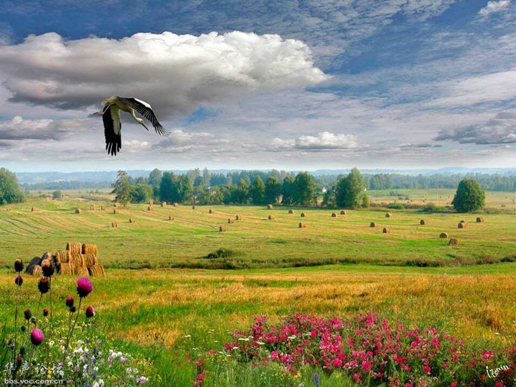 1024x768, 181 Kb / аист, поле, луг, сено, цветы, небо, облака