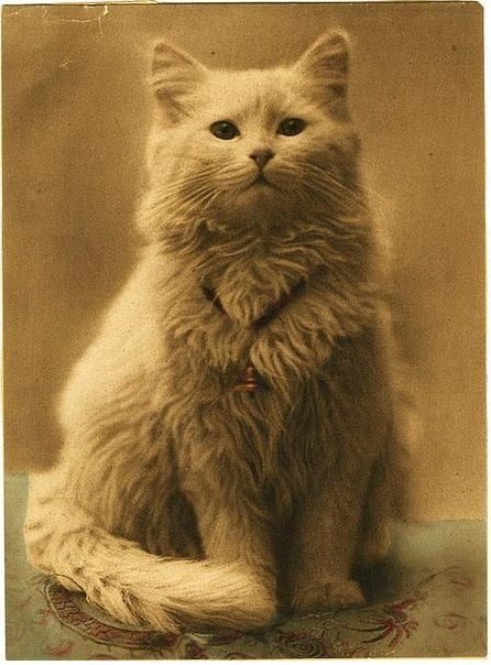 446x604, 65 Kb / кот
