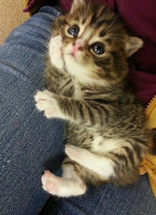 500x688, 130 Kb / кот, лапа, джинсы