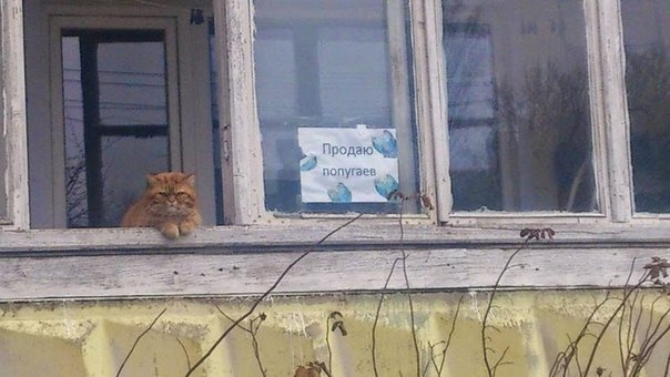 604x340, 50 Kb / балкон, котэ, объявление