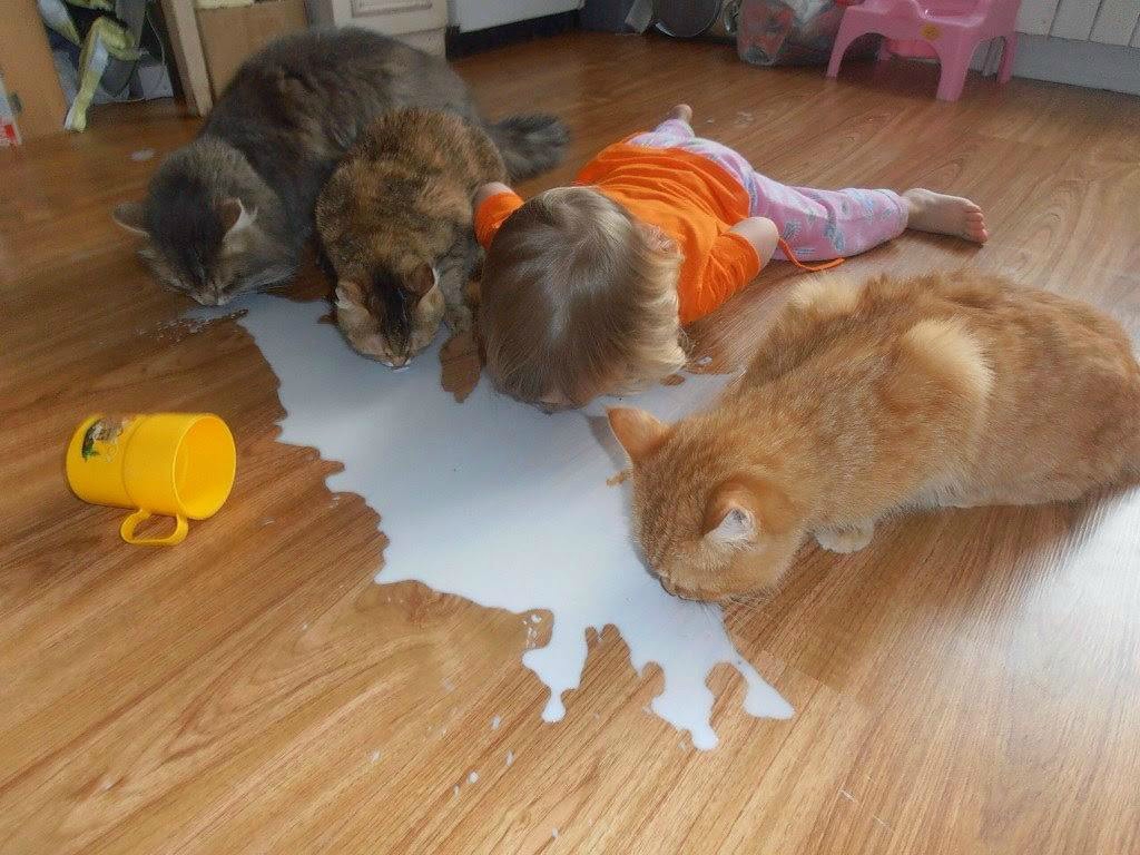 1024x768, 378 Kb / ребёнок, кошки, молоко, кружка