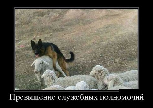 492x349, 34 Kb / собака, овца, полномочия, превышение