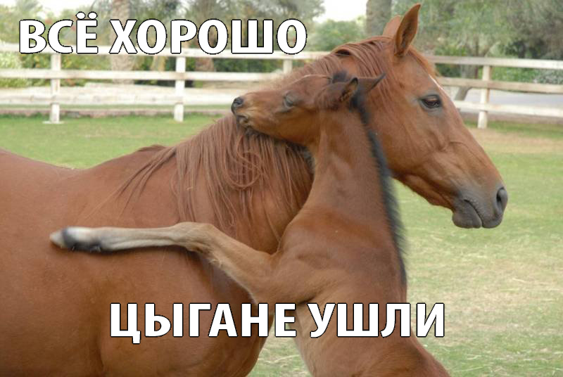 800x536, 100 Kb / лошадь, жеребёнок, ласка