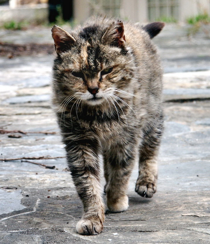 718x836, 164 Kb / кот ,котэ ,улица