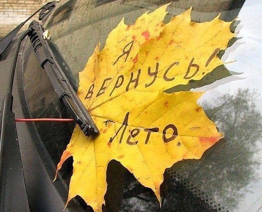 531x430, 229 Kb / дворник, лист, кленовый, лето