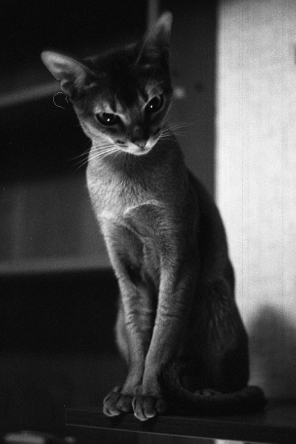 600x900, 180 Kb / котэ, ч/б, изящество