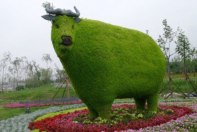 638x427, 78 Kb / корова, стрижка, куст