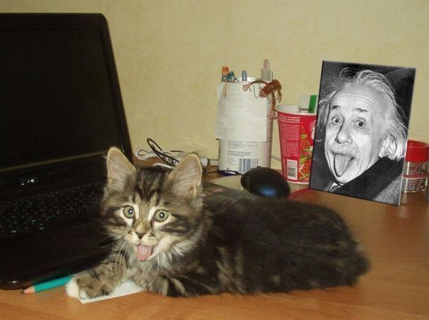 604x451, 42 Kb / Альберт Эйнштейн, котенок, карандаш, ноутбук, фотография, кот, кошка