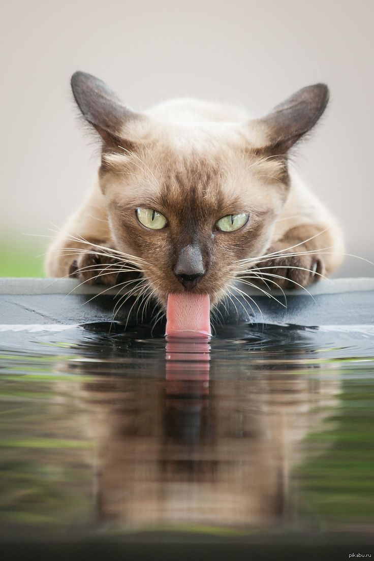 736x1104, 85 Kb / котэ, язык, вода, взляд