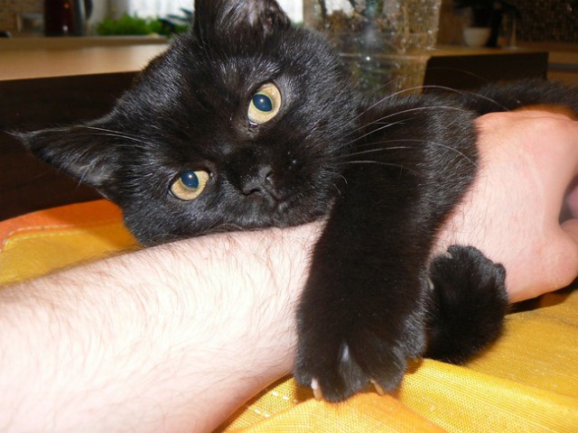 640x480, 76 Kb / котэ, рука