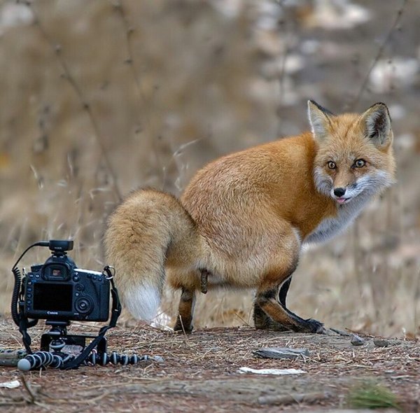 600x590, 75 Kb / Лиса, фотоаппарат, canon, гадит