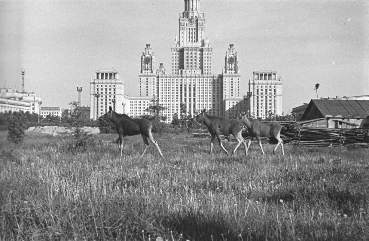 1280x836, 156 Kb / Москва, 1961, лось
