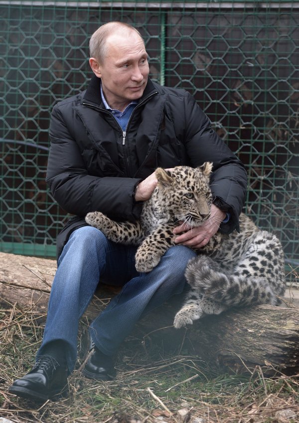 600x848, 128 Kb / политота, президент, путин, леопард, барс, вольер