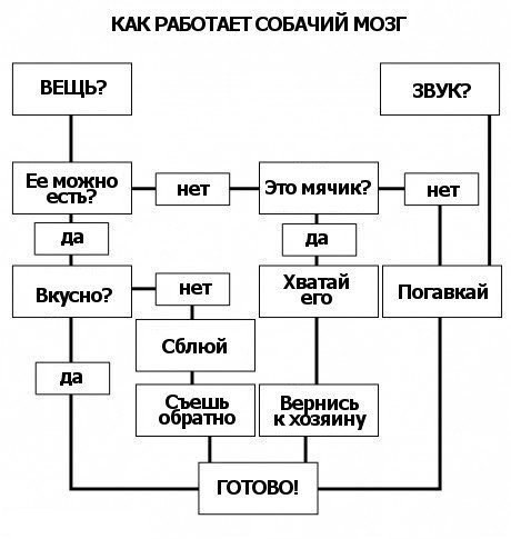 460x485, 32 Kb / Алгоритм, собаки