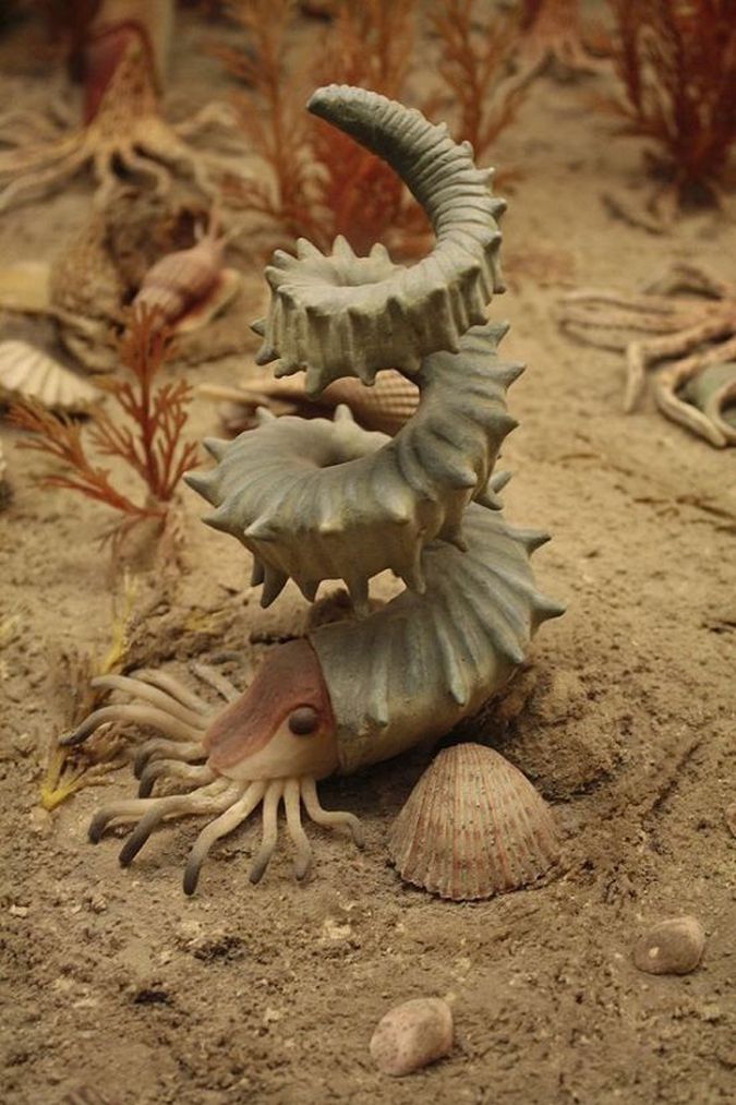 675x1013, 114 Kb / Pseudhelicoceras, ракушка, дно, Ancyloceratina
