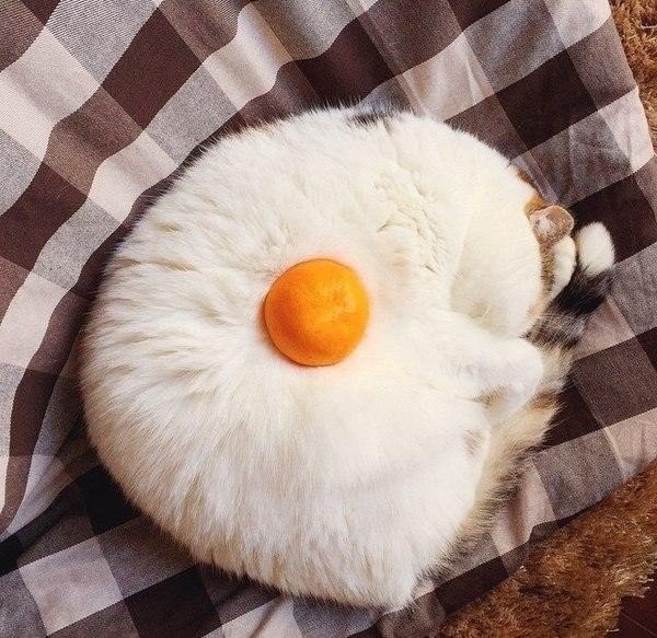 600x583, 96 Kb / кот, мандаринка, яичница, глазунья