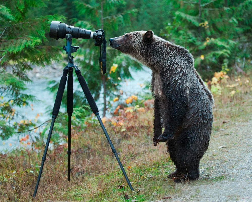 1000x800, 293 Kb / фотоаппарат, медведь