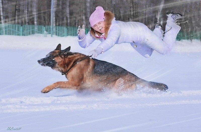 800x526, 80 Kb / собака, овчарка, бег, снег, девушка, полёт