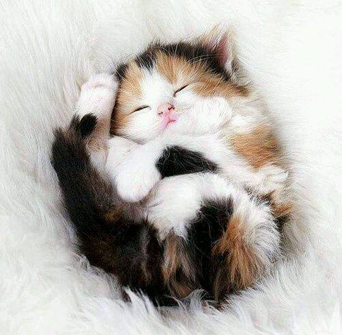 500x489, 39 Kb / котёнок, спит, черепаховый