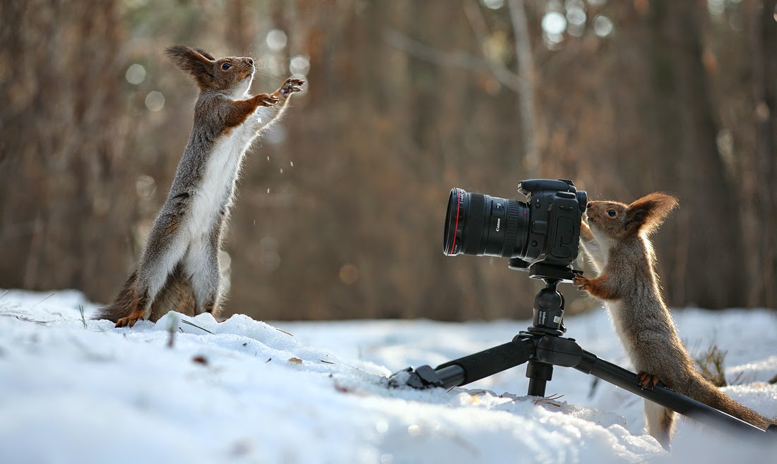 1100x658, 108 Kb / белка, фотограф, фотоаппарат, снег