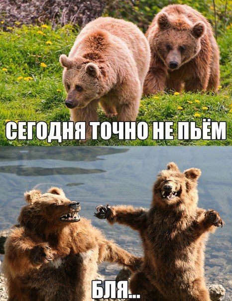 466x604, 85 Kb / медведи, пить, чучело, мишки