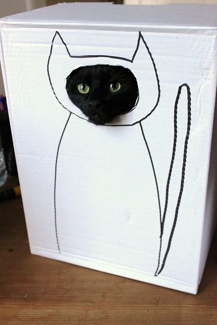 427x640, 35 Kb / кот, коробка, морда