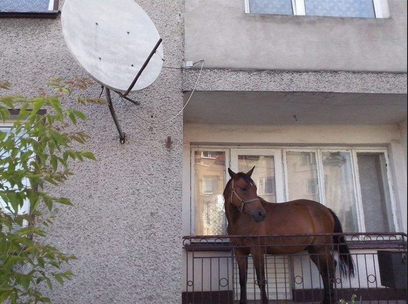 800x596, 109 Kb / лошадь, балкон,грусть,печаль